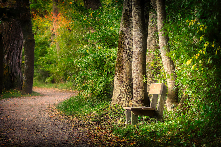 forest2